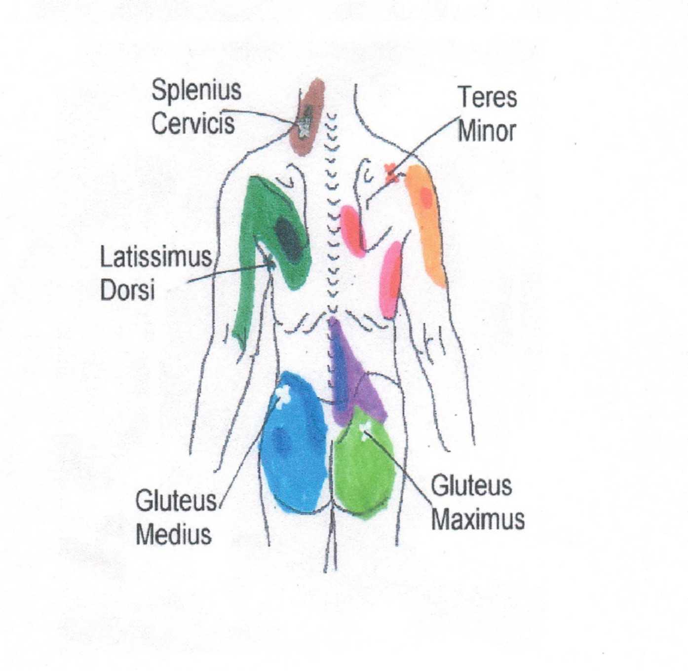 Lower Back Trigger Point Chart